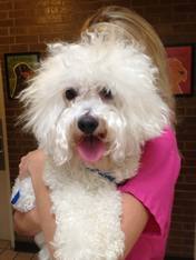 Mixed Breed Poodle — Animal Clinic in Mobile, AL