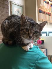 Tabby Cat — Animal Clinic in Mobile, AL