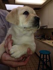 Golden Retriever Puppy Eyes — Animal Clinic in Mobile, AL