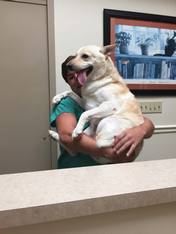 Dog Being Carried By Nurse — Animal Clinic in Mobile, AL
