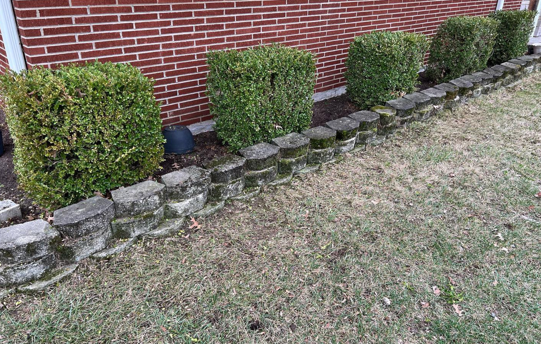 A row of bushes growing next to a stone wall in front of a brick building.