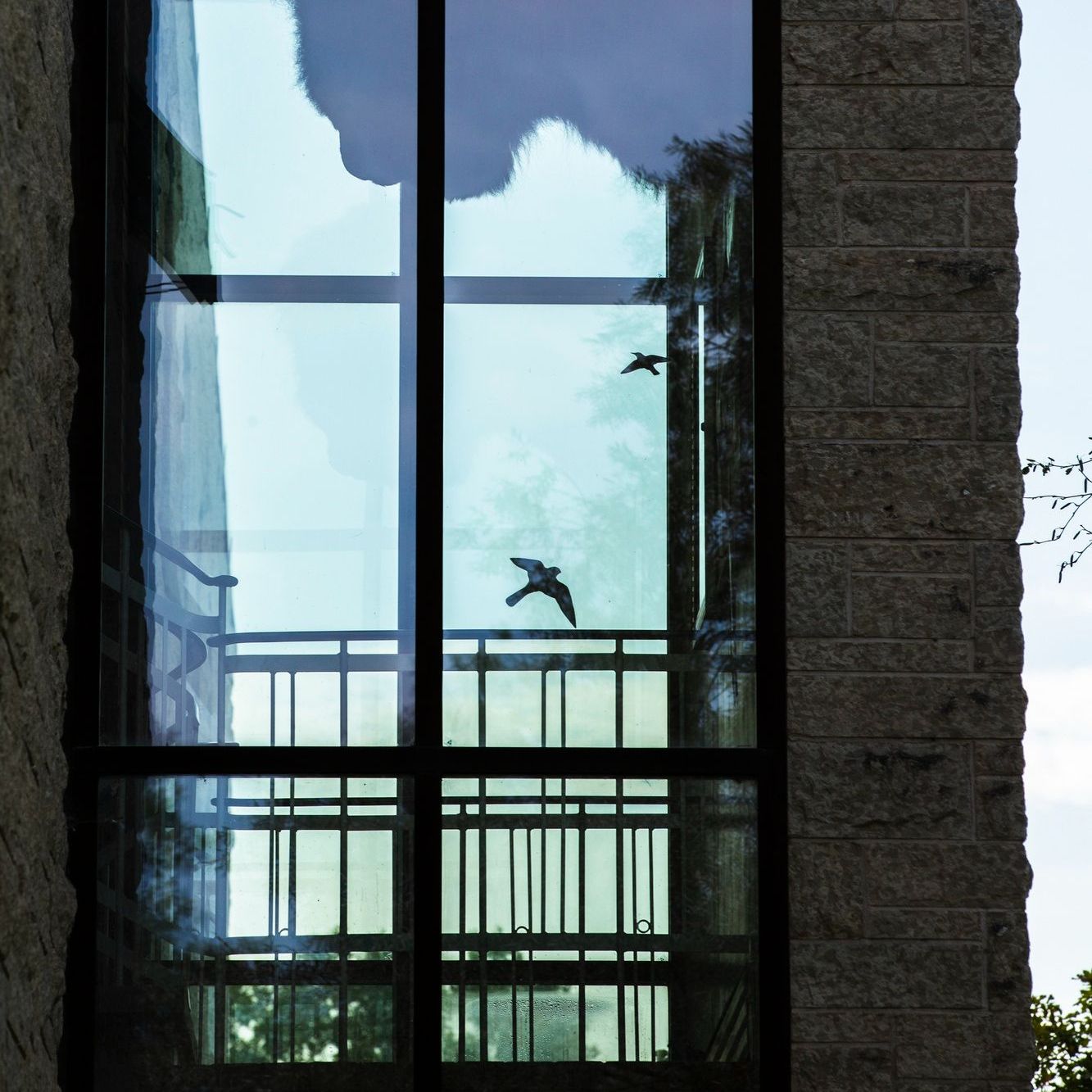 Birds are reflected in the window of a building