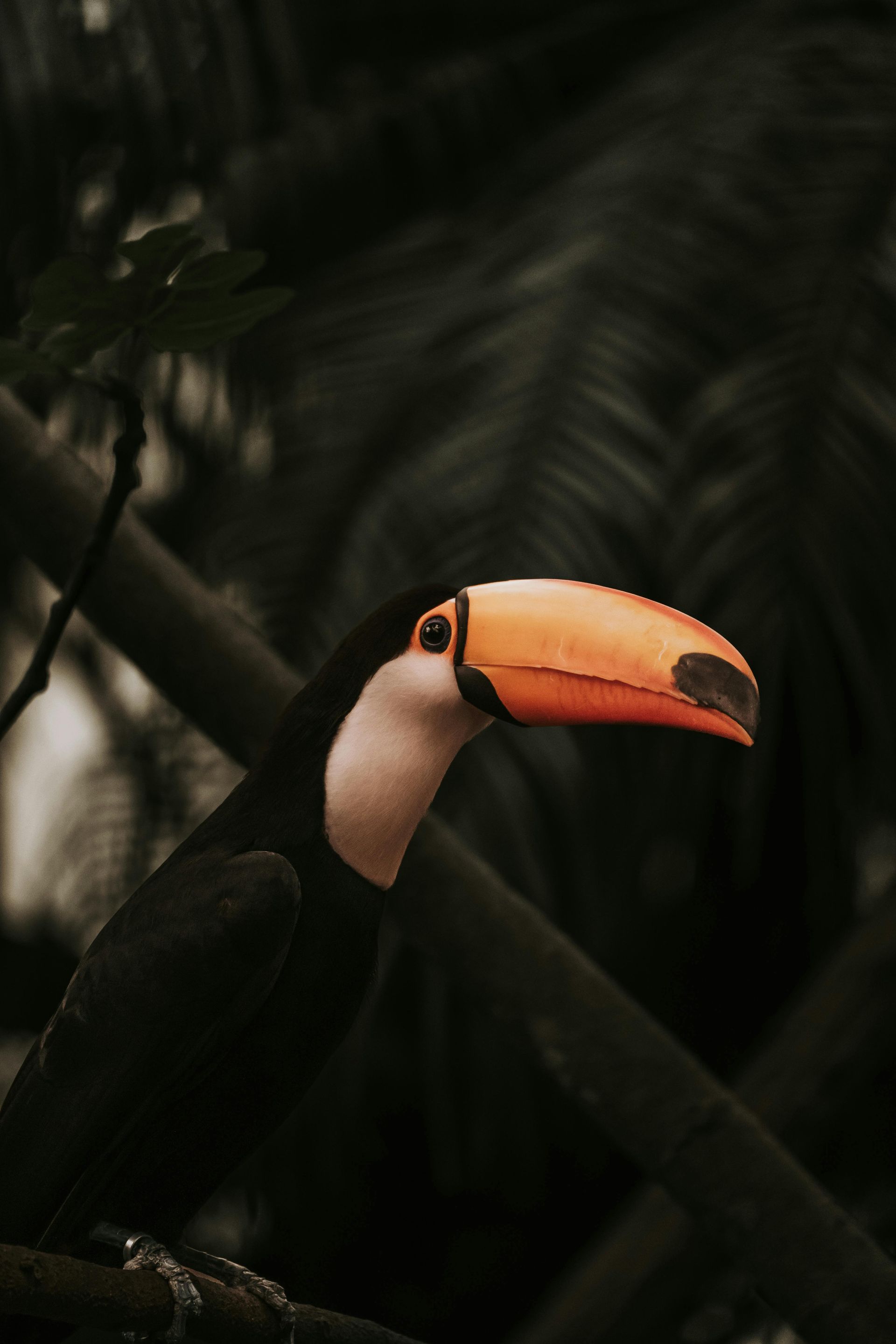Toucan with bright orange beak perched on a branch, dark foliage backdrop.