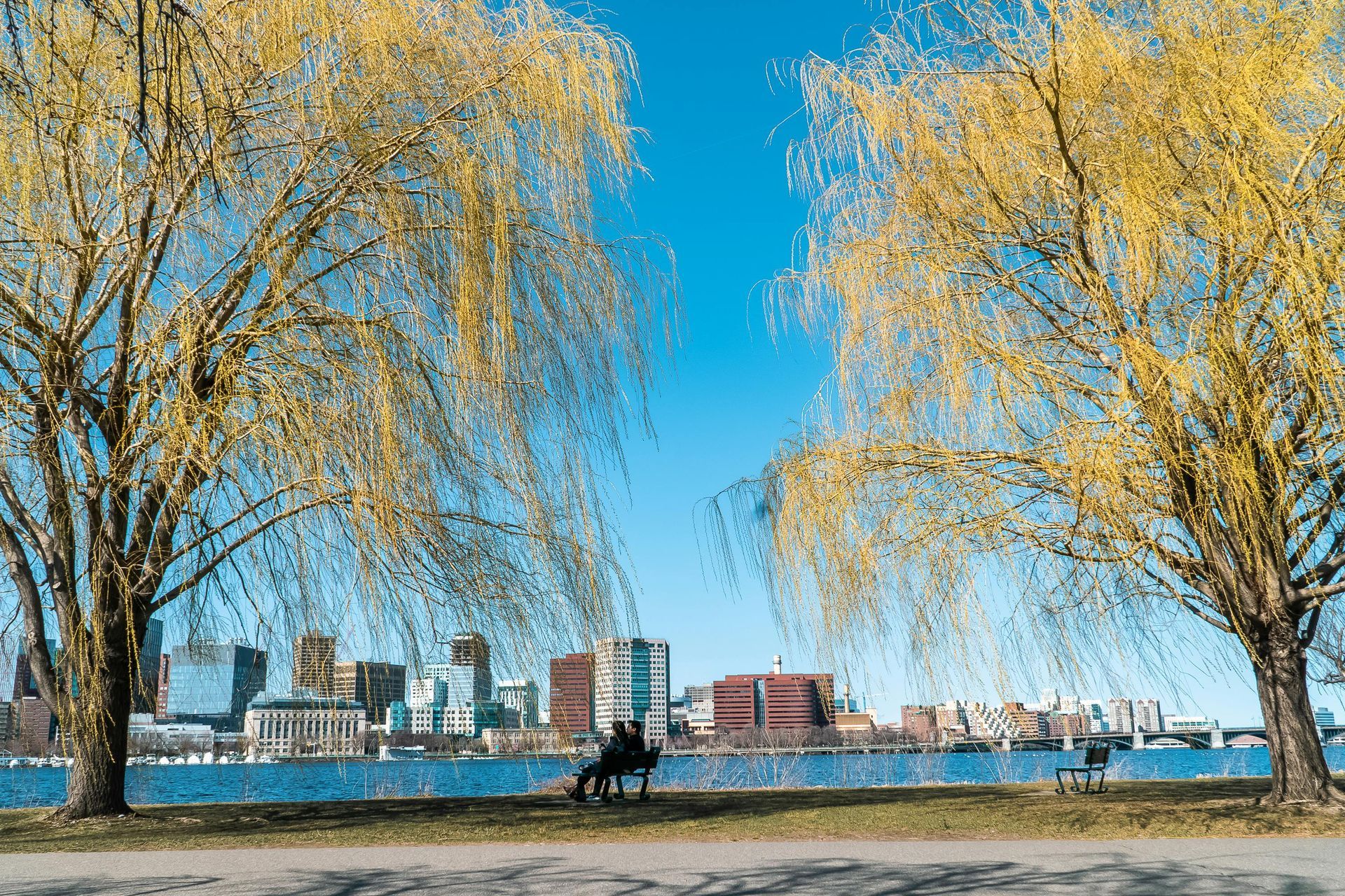 Two weeping willow trees frame a cityscape over water on a sunny day.