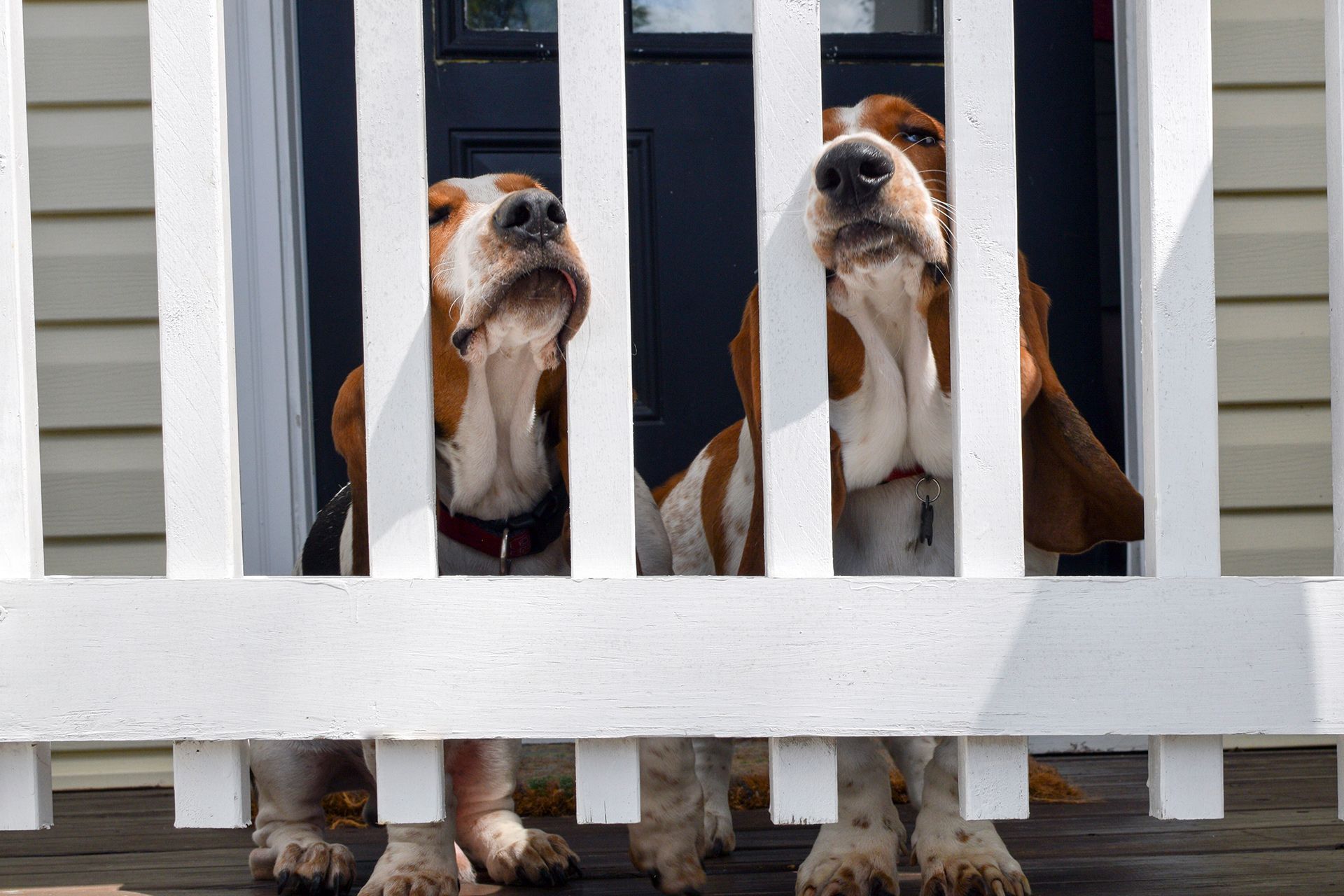 dogs behind fence