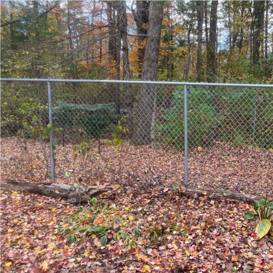 A chain link fence surrounds a lush green forest.