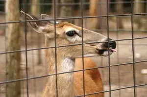A deer is sticking its tongue out through a wire fence.