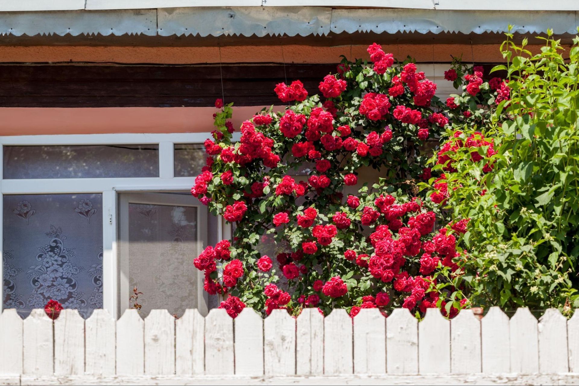 A white picket fence fronts a house with a vibrant, large climbing rose bush covered in many blooming red flowers.