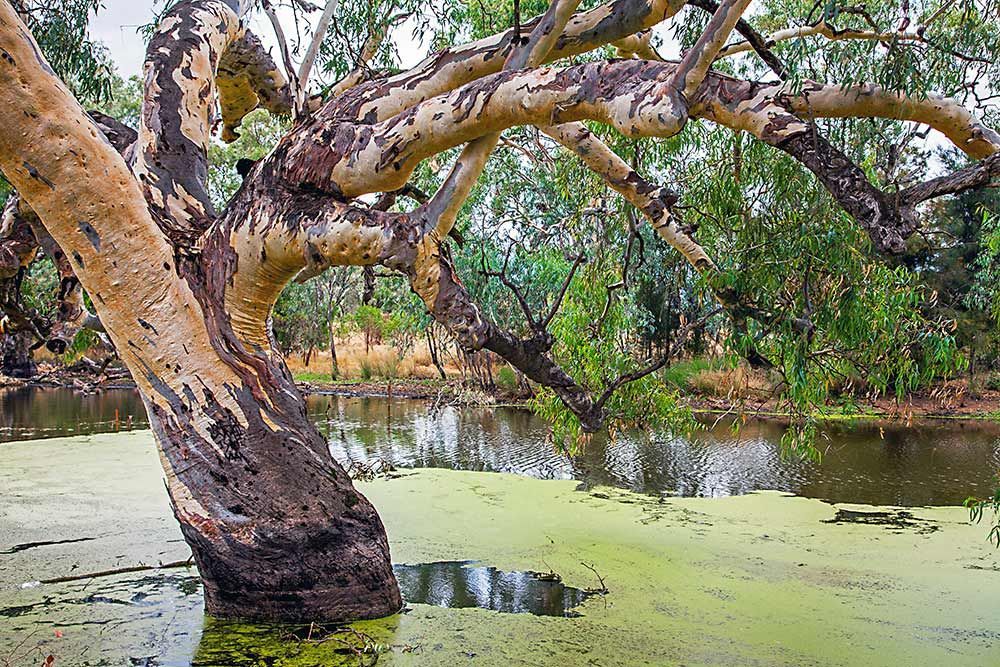 Argonauts Park in Trangie with Tree in Water Pond — Oriel Refrigeration and Air Conditioning in Trangie, NSW