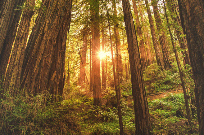 The sun is shining through the trees in the forest.