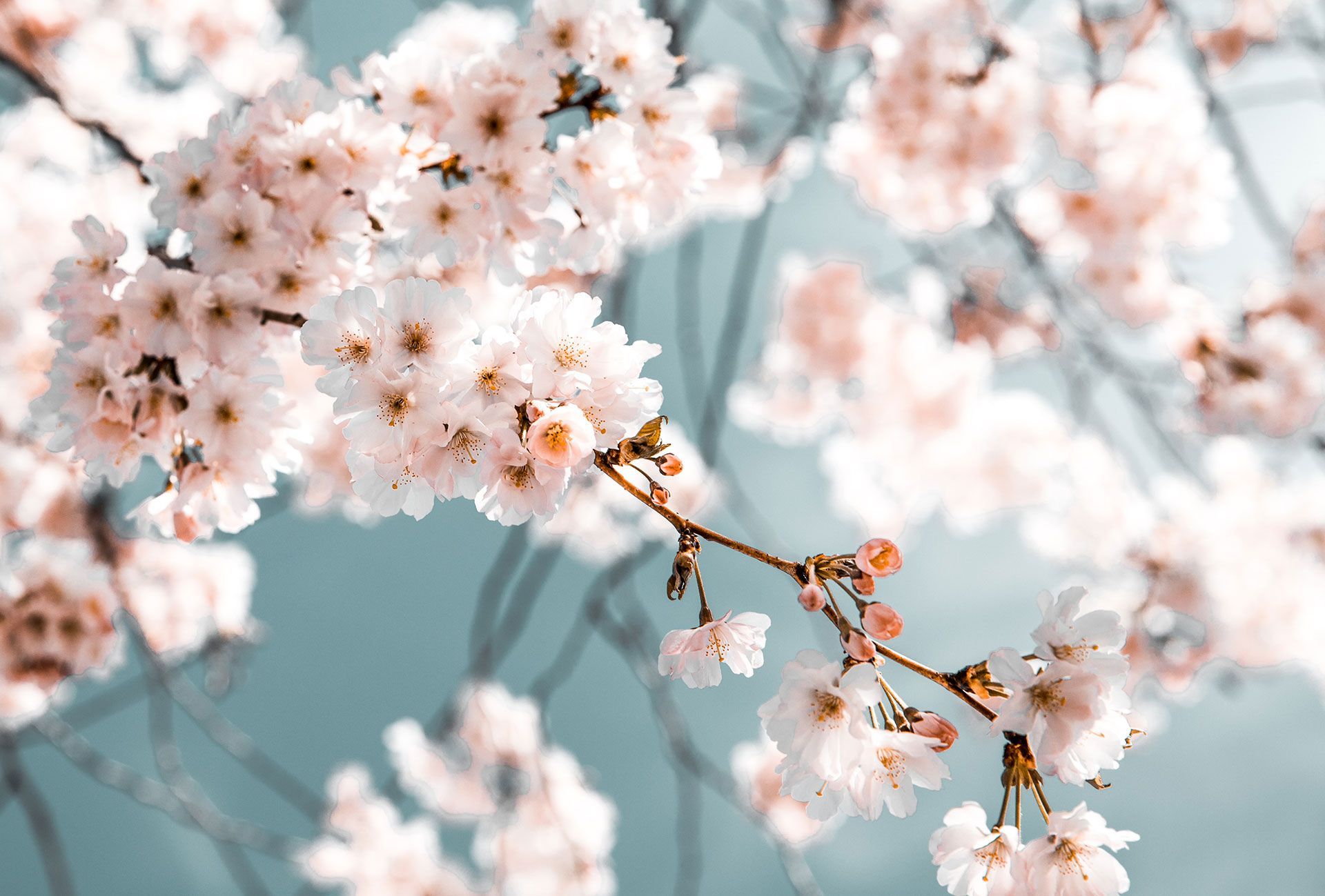 Pink flowers on branch