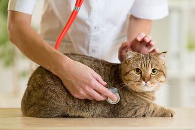 cat check up - veterinary service in Canon City, CO