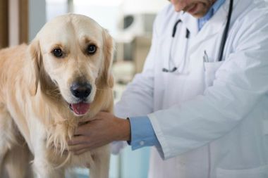 dog check up - veterinary service in Canon City, CO