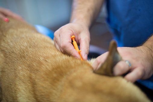 microchipping - veterinary service in Canon City, CO