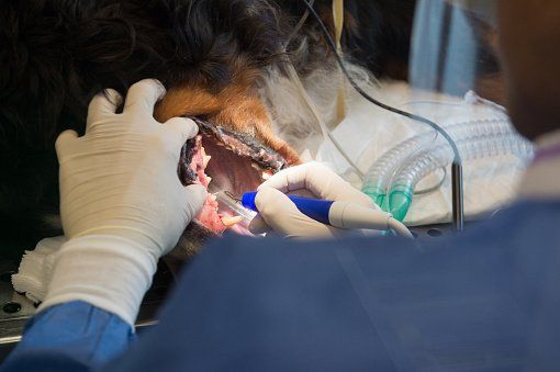 dog dental care - veterinary service in Canon City, CO