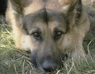 german shepherd - veterinary service in Canon City, CO