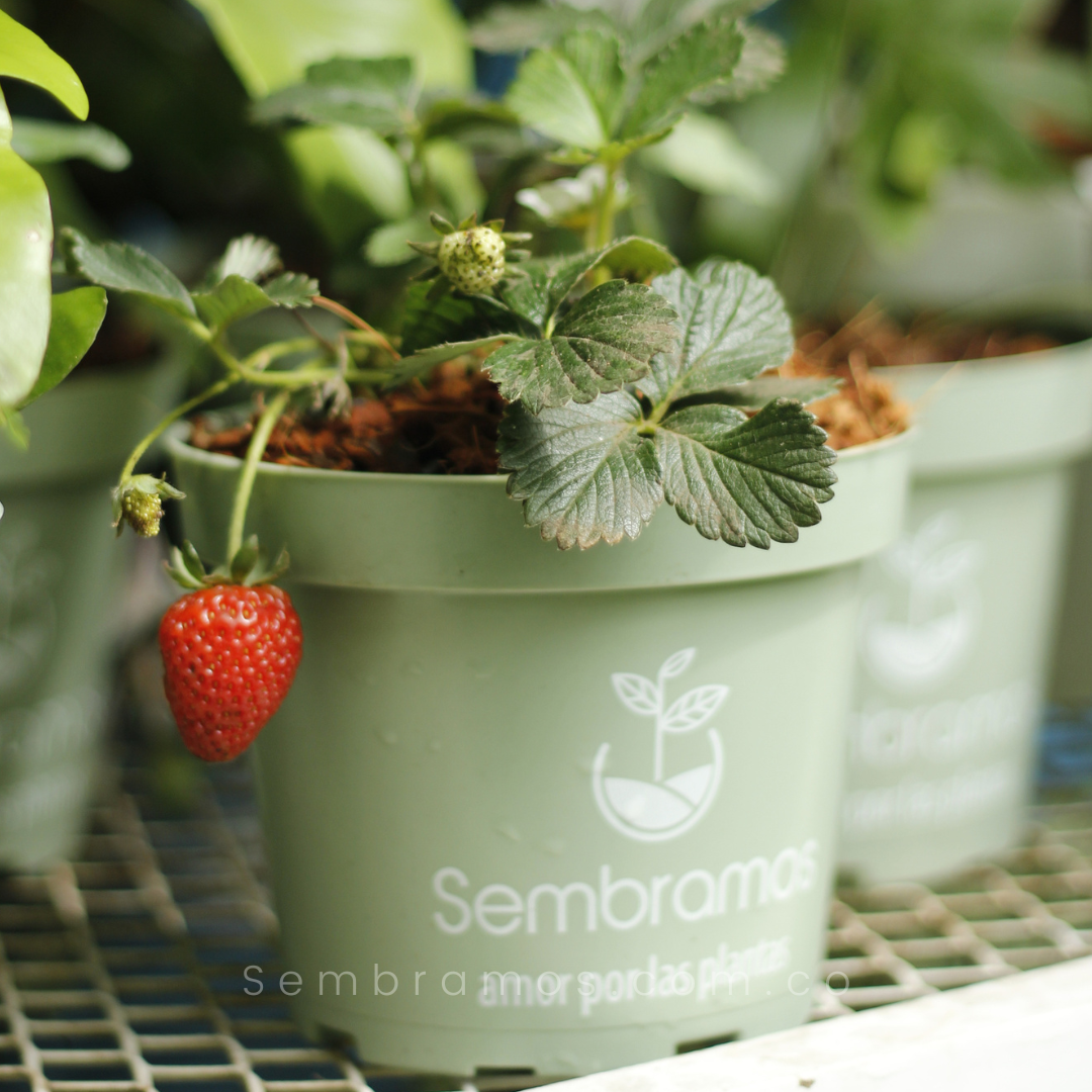 Planta de fresa en maceta verde con frutos rojos maduros; el texto dice 