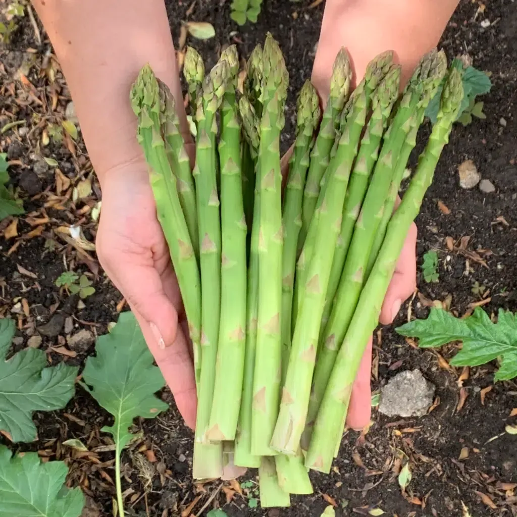 Manos sosteniendo un manojo de espárragos verdes y frescos en un jardín.