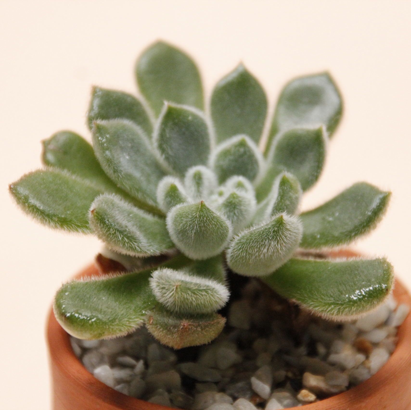 Planta suculenta verde y difusa en una pequeña maceta de terracota con guijarros blancos.