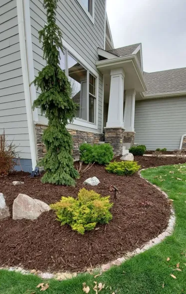 A house exterior with landscaping. A tall, slender evergreen tree next to a small, yellow-green bush on a bed of brown mulch.