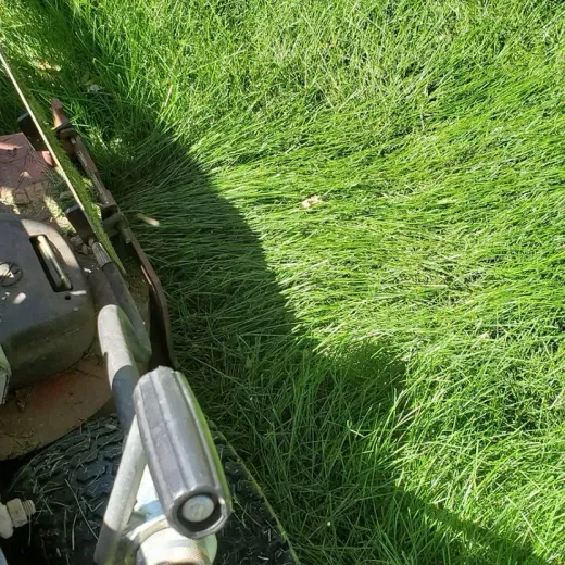 A lawn mower on a bed of green grass, in bright sunlight.