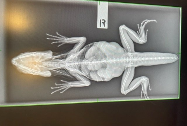 x ray of lizard