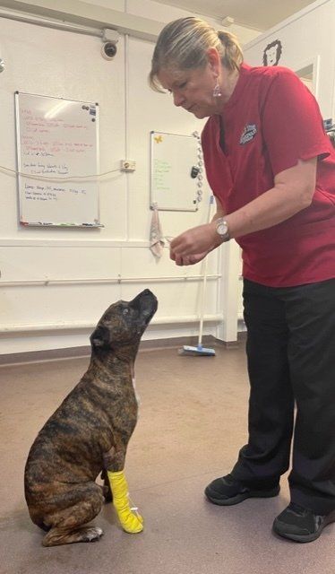 Vet Giving Dog Treat