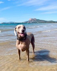 Dog At The Beach