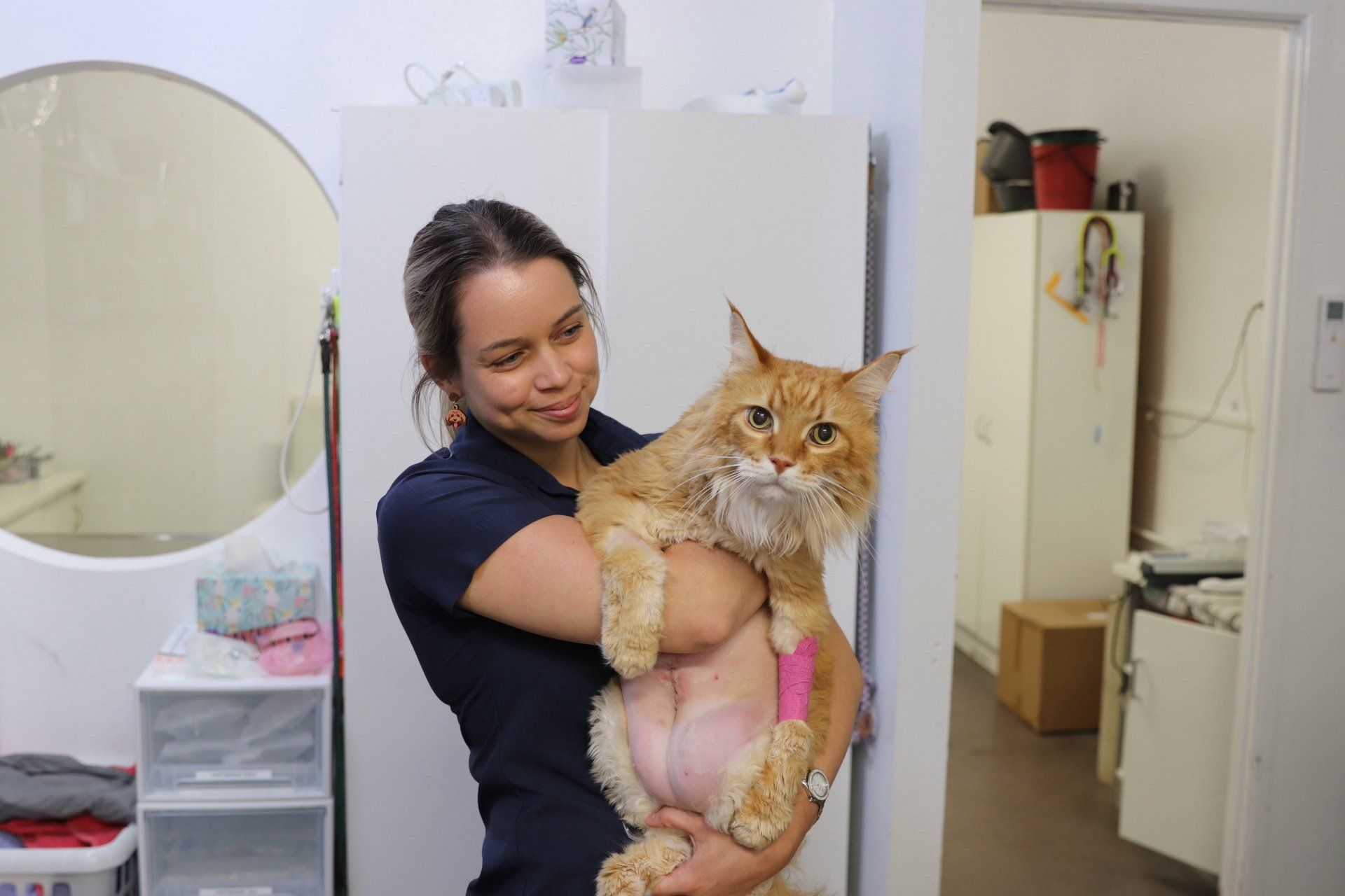 Vet holding a cat pre surgery