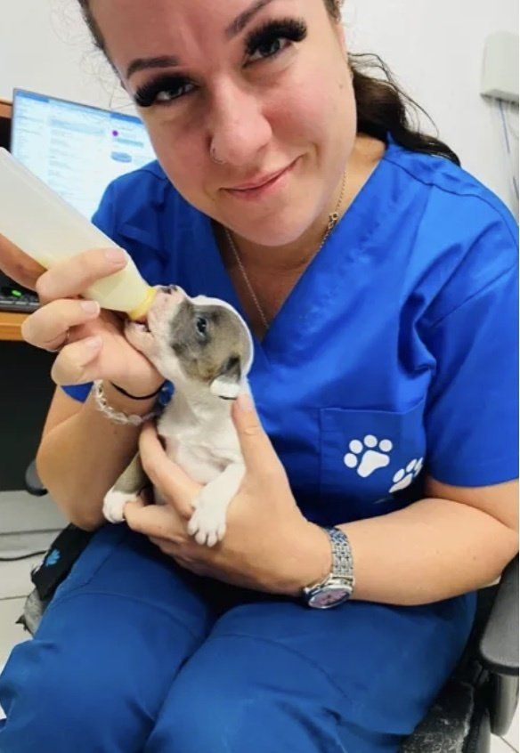 Our Practice Hammett Street Veterinary Surgery