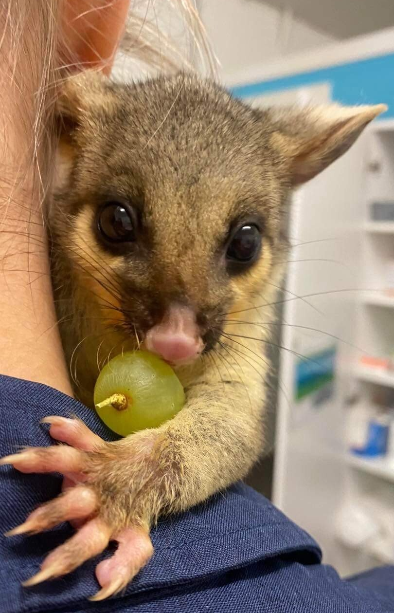 Vet Feeding Possum