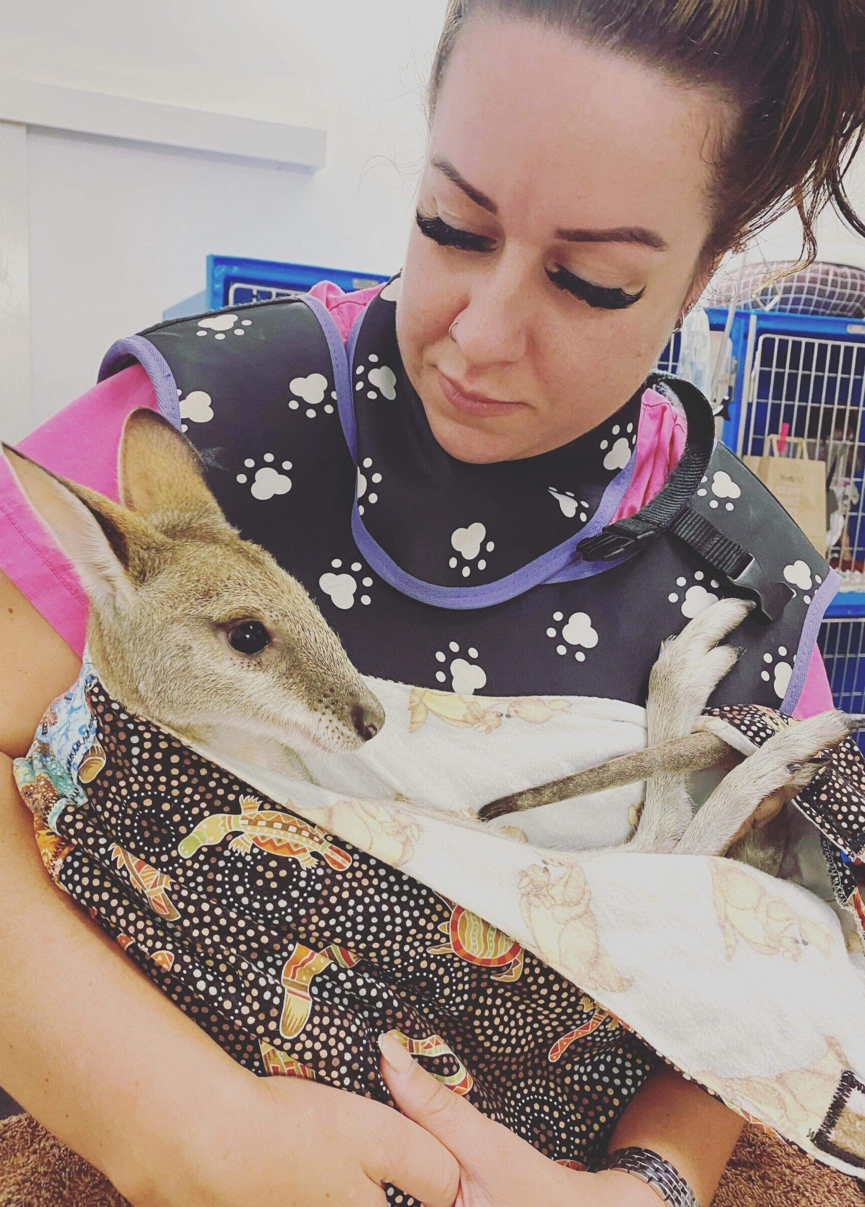Vet Checking Kangaroo