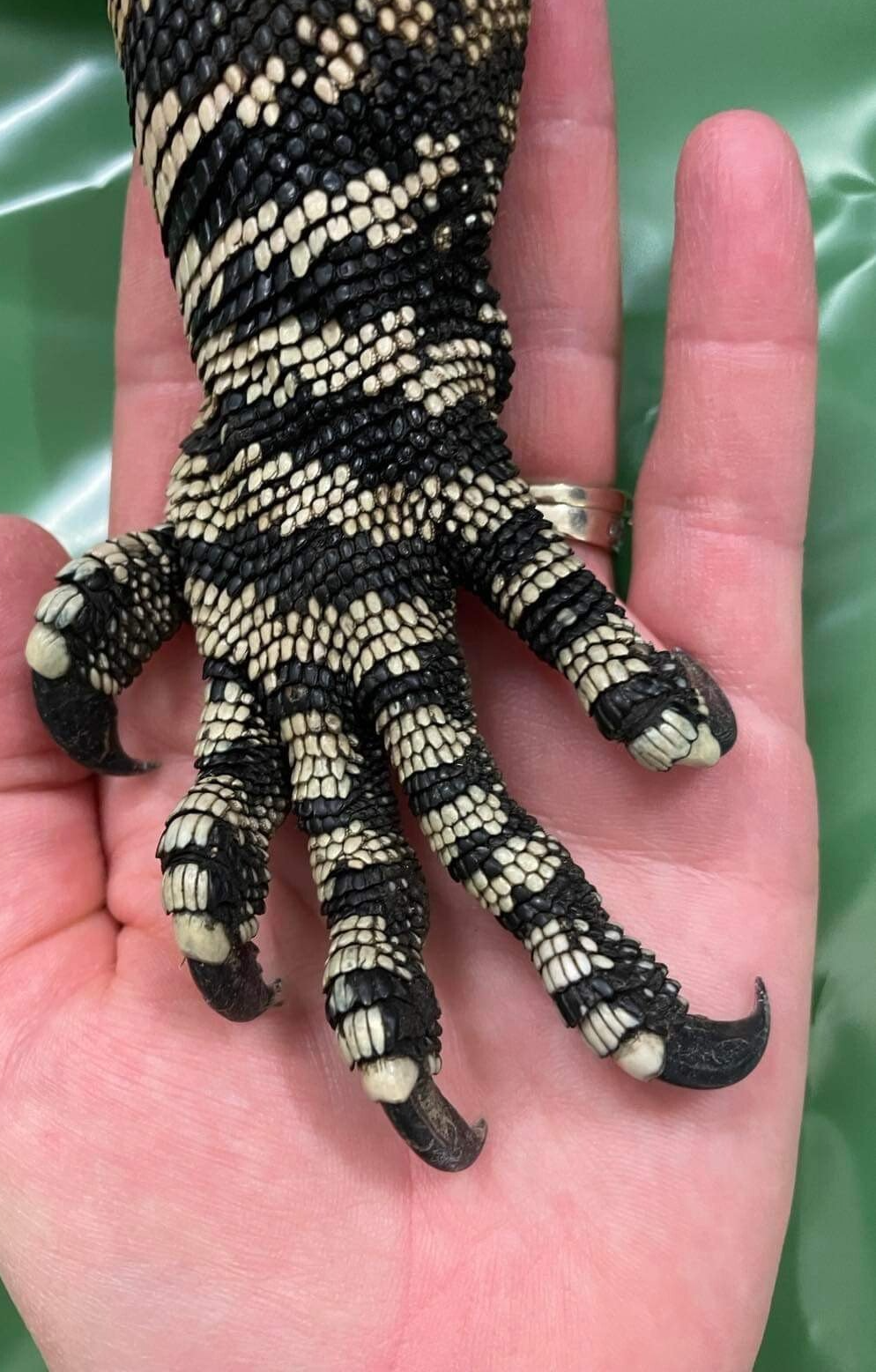 Lizard Hand