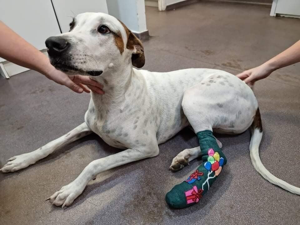 Dog With Injured Foot