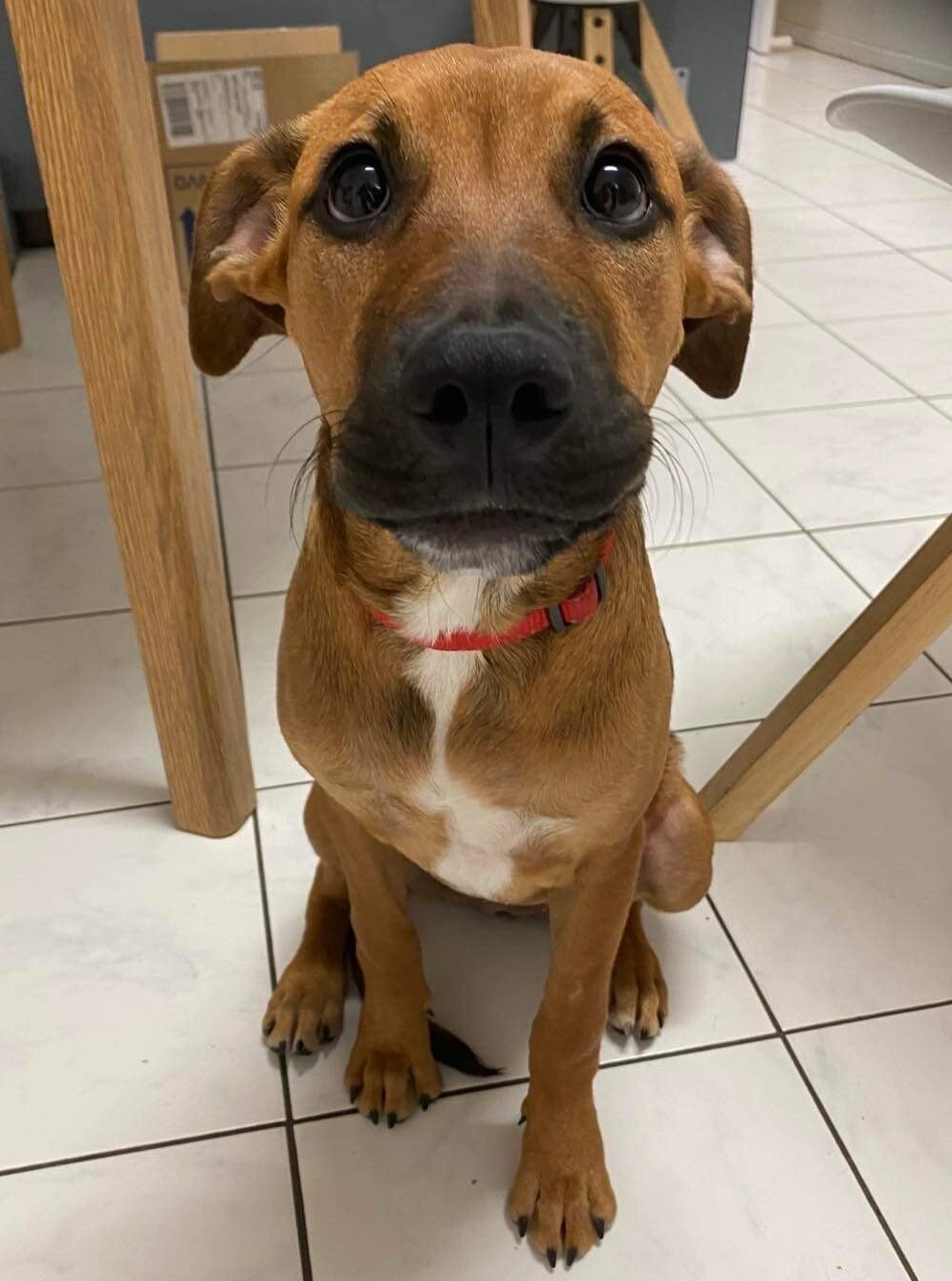 Beautiful healthy dog