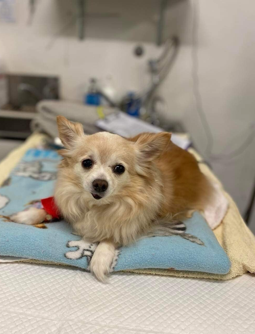 Puppy With Injured Paw