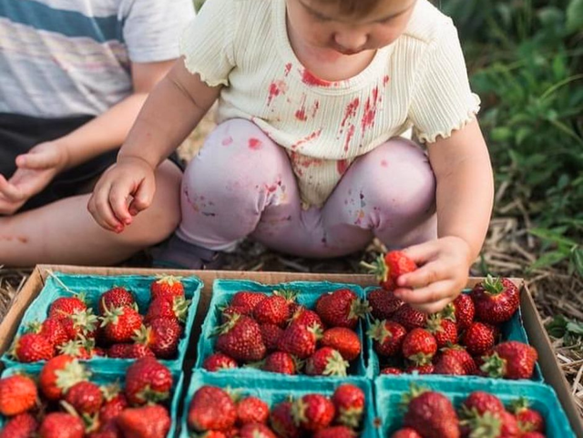 Strawberries — Melissas Produce