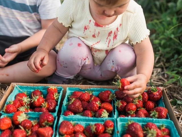 Fresas Frescas, Kevin and I went strawberry picking in the …