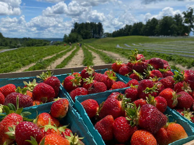 Hollis Hills Farm | Strawberries | Fitchburg, MA 01420
