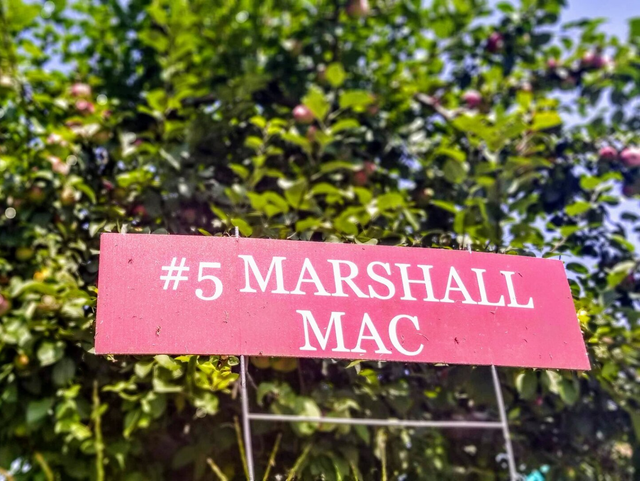 Marshall McIntosh apple