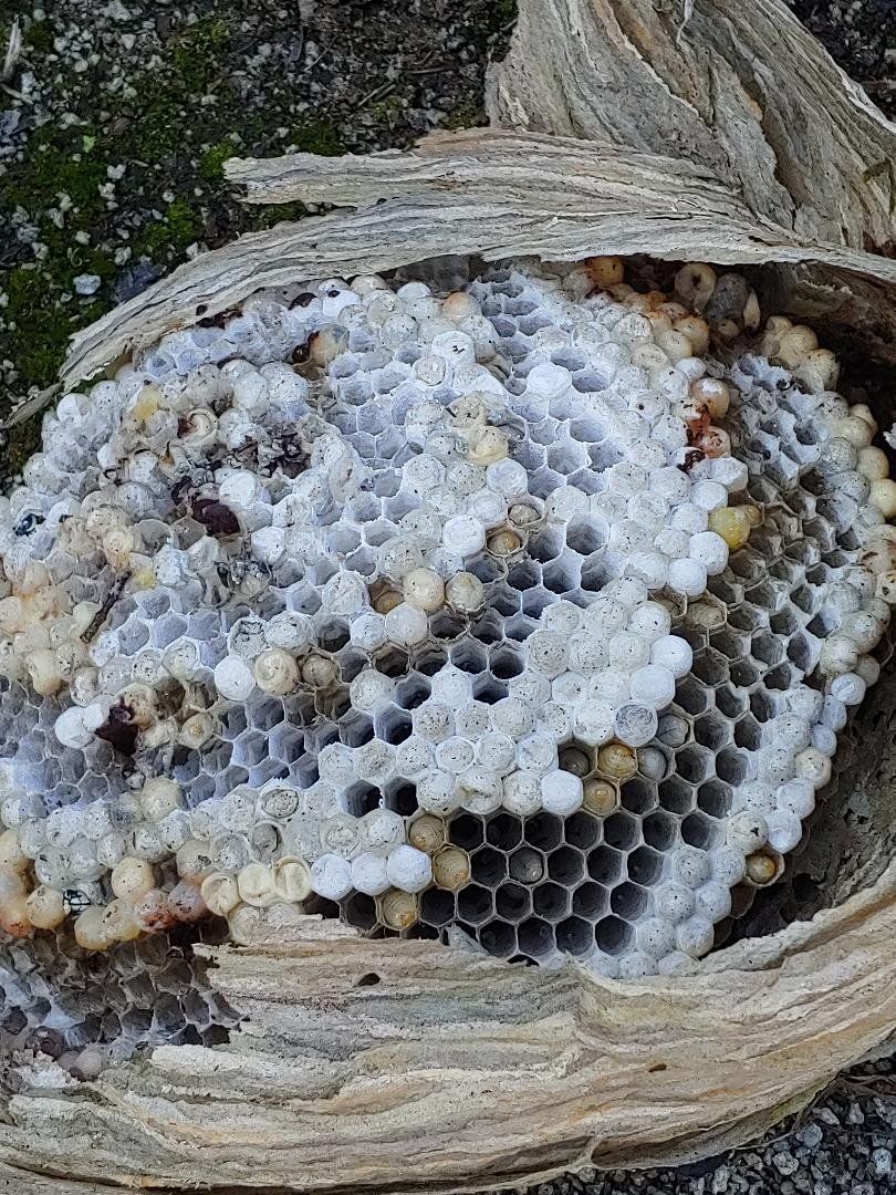 A close up of a wasp nest on a piece of wood.