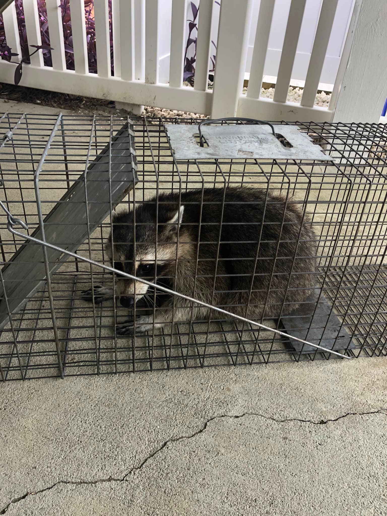 A raccoon is sitting in a cage on a sidewalk.