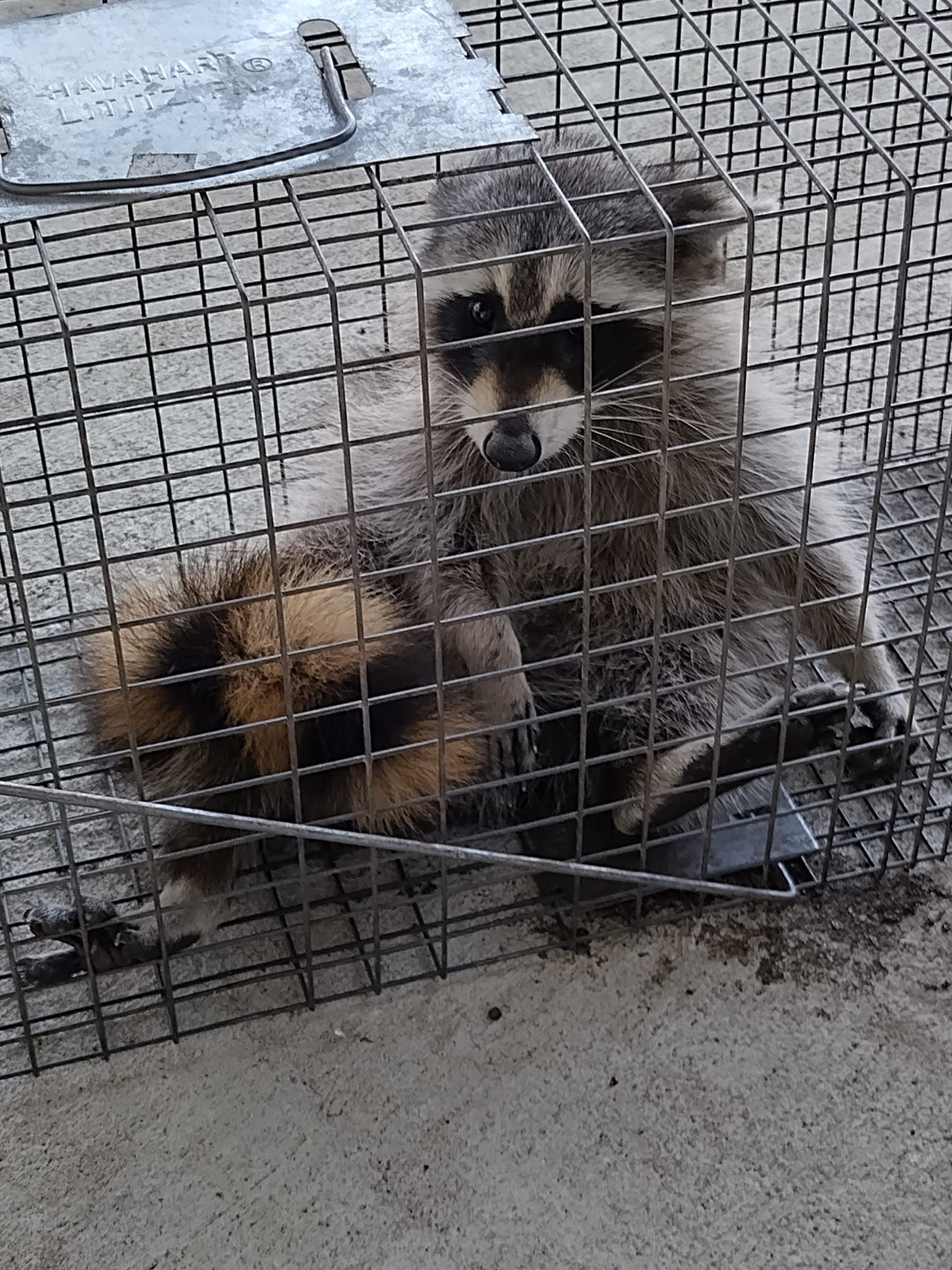 A raccoon is laying in a wire cage.