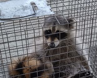 A raccoon is sitting in a wire cage.