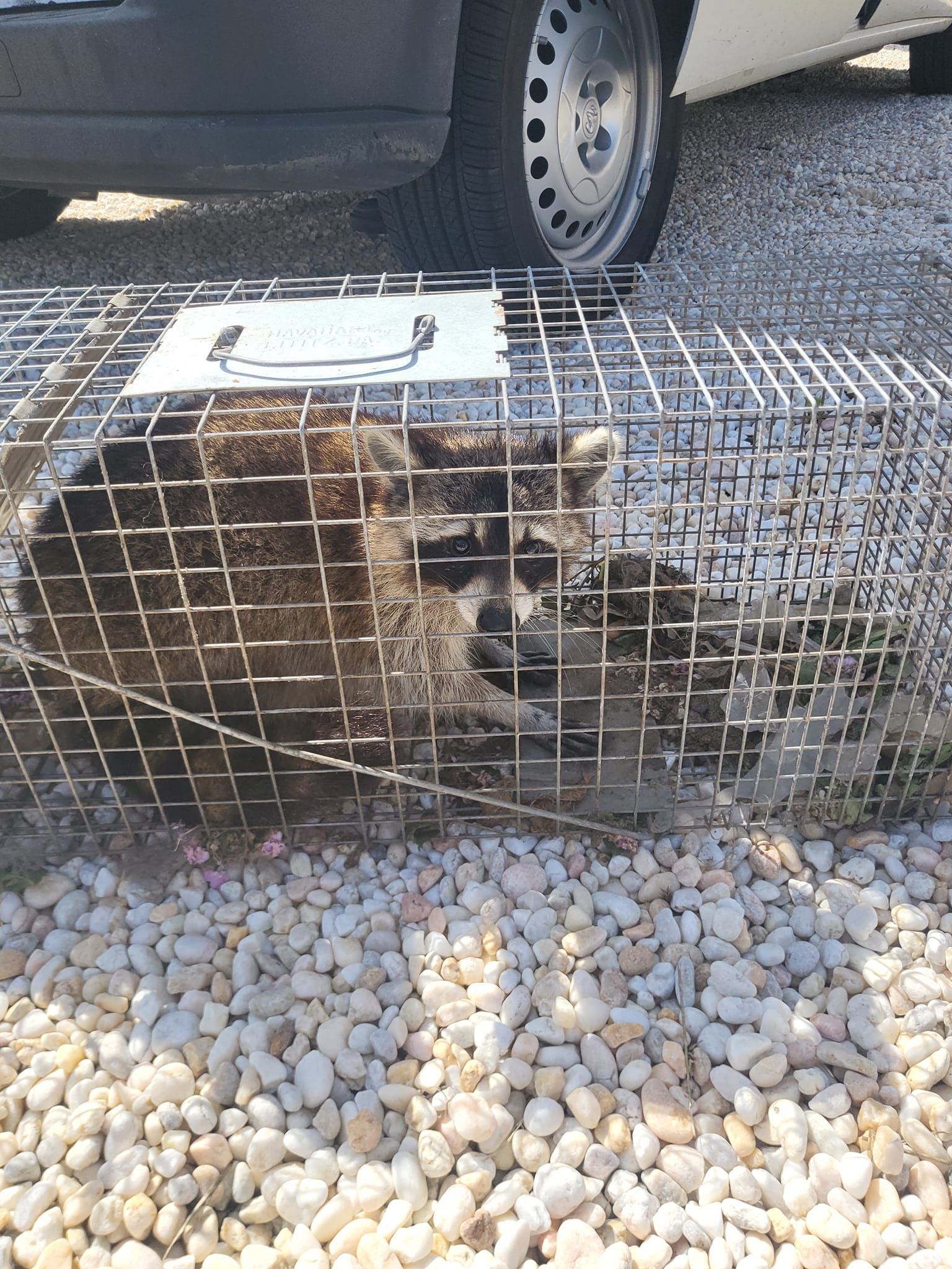 A raccoon is sitting in a cage next to a car.