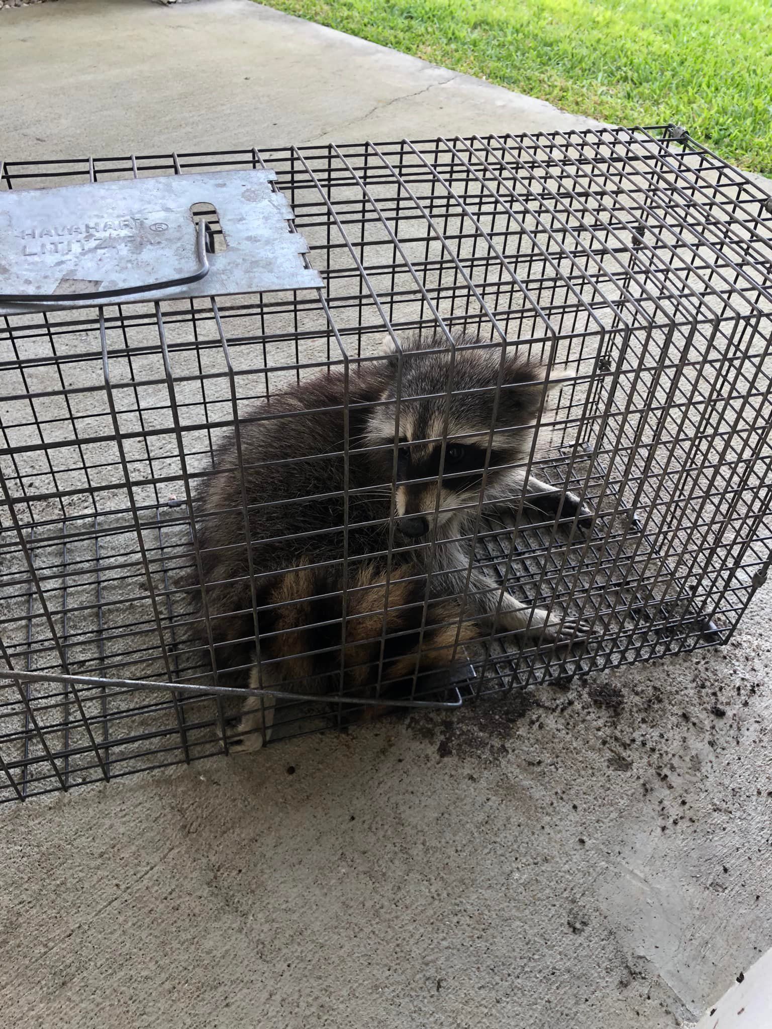 A raccoon is sitting in a cage on the ground.