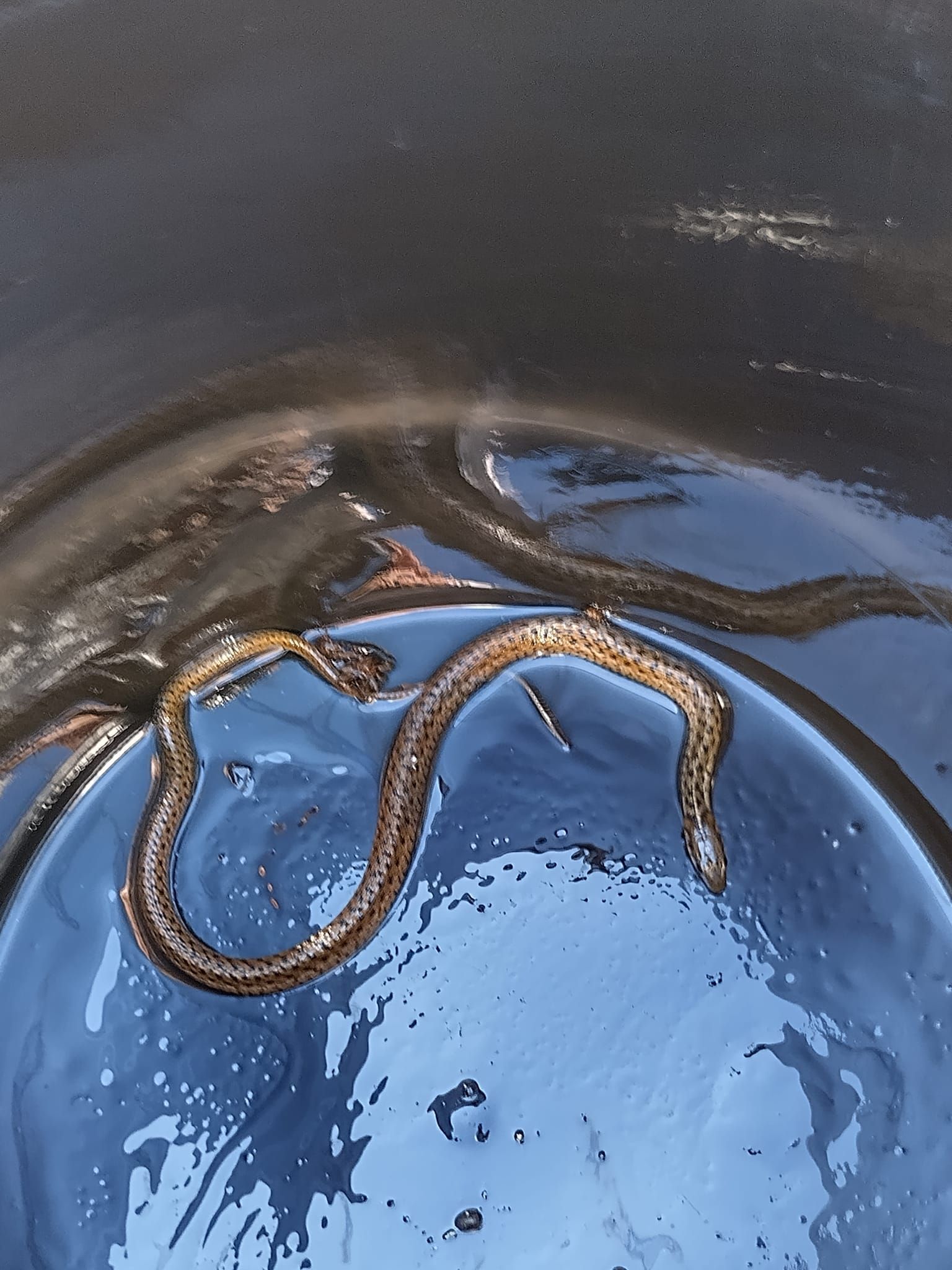 A close up of a snake in a bowl of water