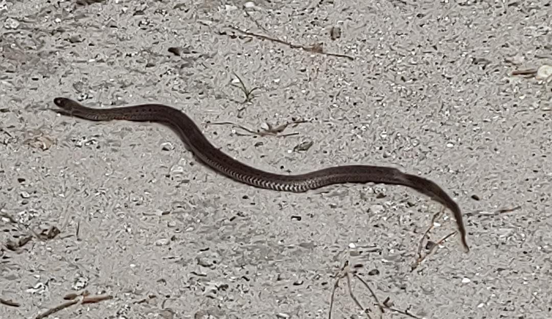 A black and white photo of a snake crawling on the ground.