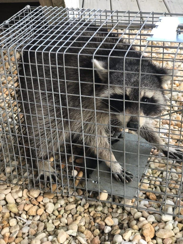A raccoon is sitting in a wire cage on a pile of rocks.