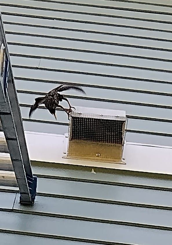 A bird is flying over a vent on the side of a building.